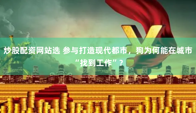 炒股配资网站选 参与打造现代都市，狗为何能在城市“找到工作”？